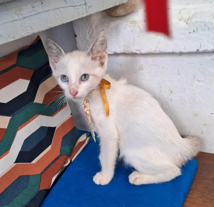 Gato ra a SRD-ViraLata idade 2 a 6 meses nome Cindy