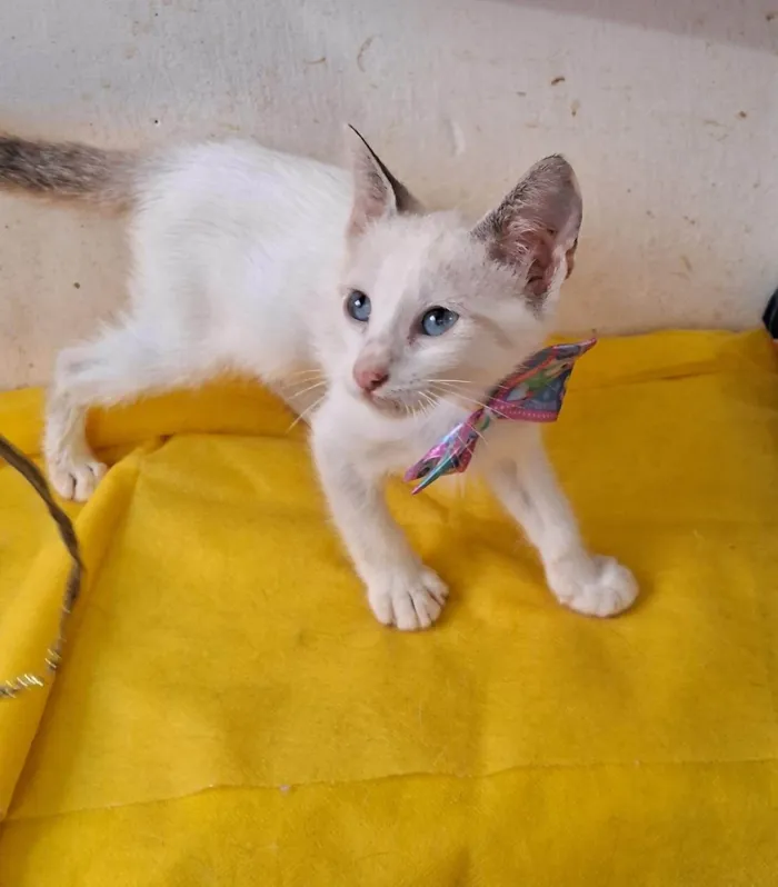 Gato ra a SRD-ViraLata idade 2 a 6 meses nome Cindy