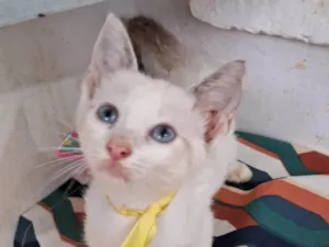 Gato raça SRD-ViraLata idade 2 a 6 meses nome Cindy