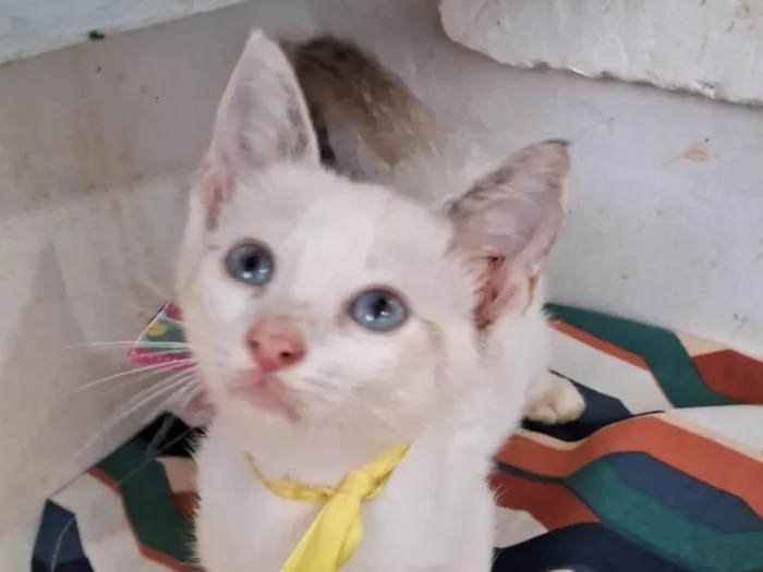Gato ra a SRD-ViraLata idade 2 a 6 meses nome Cindy