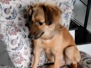 Cachorro raça SRD-ViraLata idade 7 a 11 meses nome Sorte 