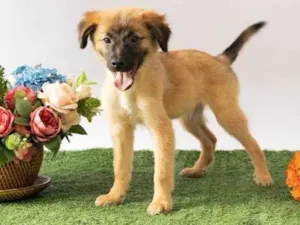 Cachorro raça SRD-ViraLata idade 2 a 6 meses nome Sara Flor 