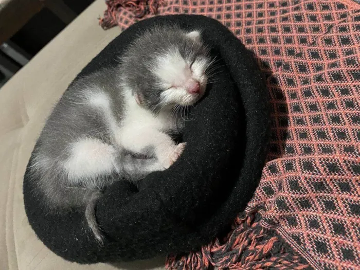 Gato ra a idade Abaixo de 2 meses nome Shena