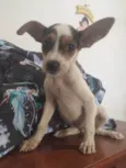 Bijou