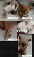 Sem nome
