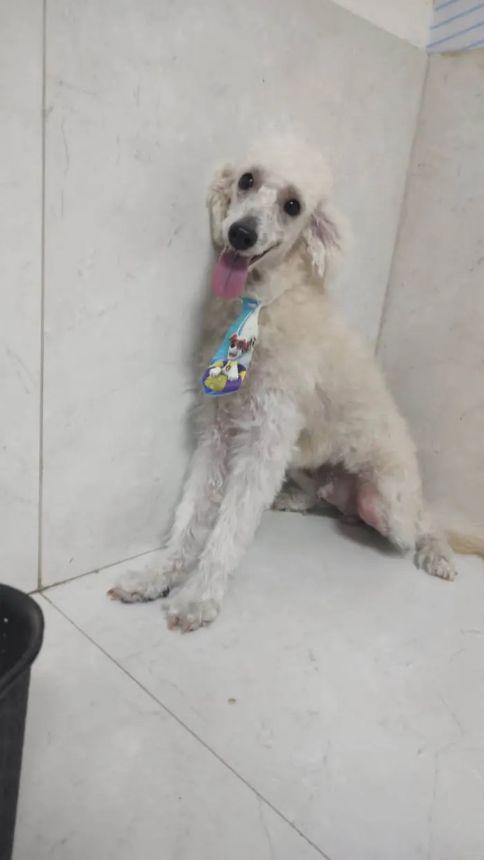 Cachorro ra a Poodle idade 7 a 11 meses nome Nick