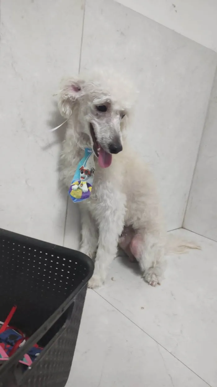 Cachorro ra a Poodle idade 7 a 11 meses nome Nick