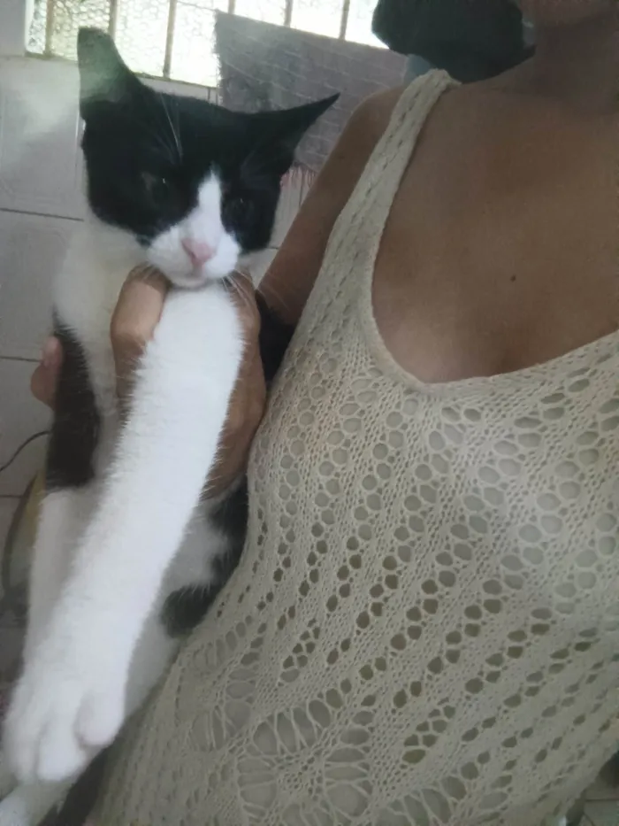 Gato ra a  idade 2 a 6 meses nome Maria  e leleca 