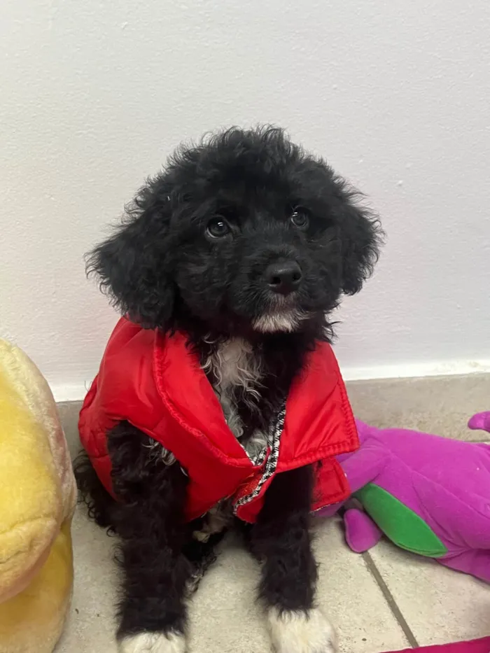 Cachorro ra a Mix de Poodle idade 2 a 6 meses nome Fausto 