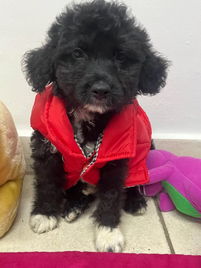 Cachorro ra a Mix de Poodle idade 2 a 6 meses nome Fausto 