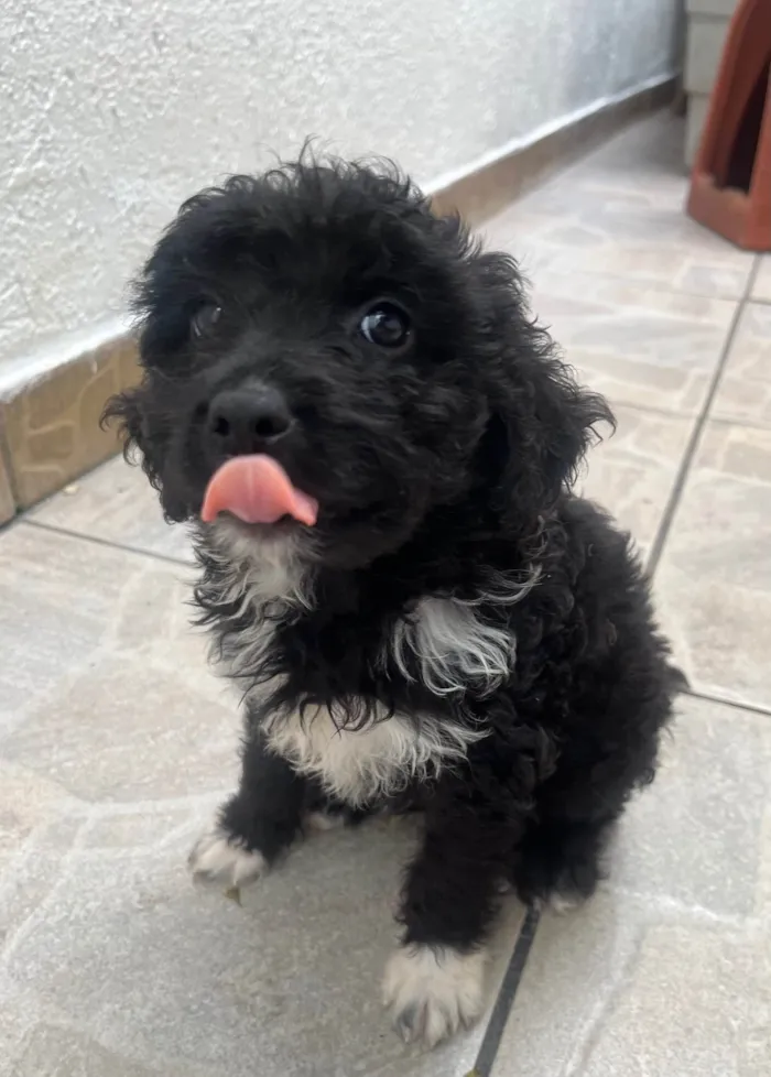 Cachorro ra a Mix de Poodle idade 2 a 6 meses nome Fausto 