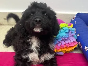 Cachorro raça Mix de Poodle idade 2 a 6 meses nome Fausto 