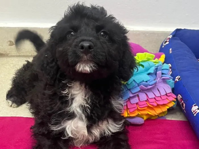 Cachorro ra a Mix de Poodle idade 2 a 6 meses nome Fausto 