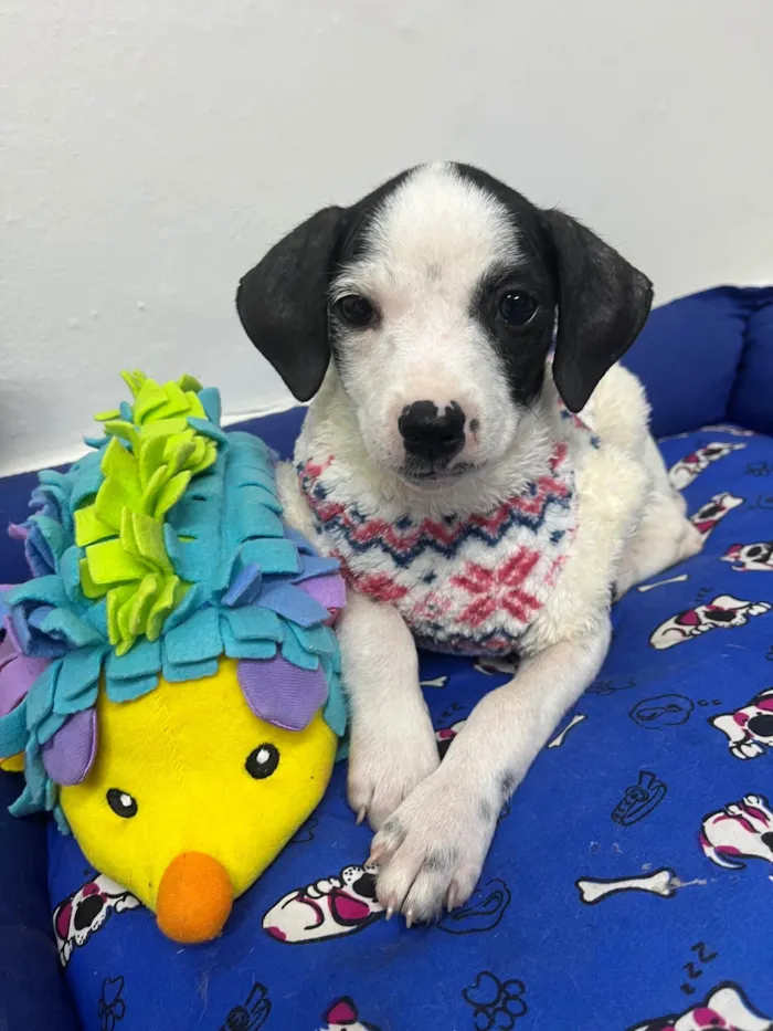 Cachorro ra a SRD-ViraLata idade 2 a 6 meses nome Fernanda 