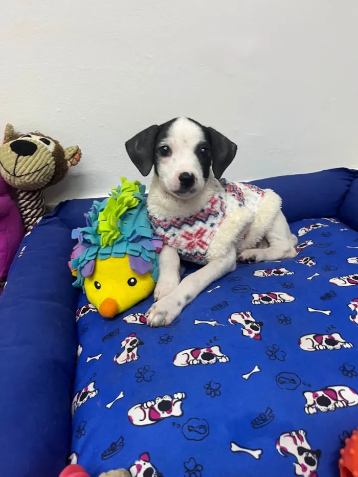 Cachorro ra a SRD-ViraLata idade 2 a 6 meses nome Fernanda 