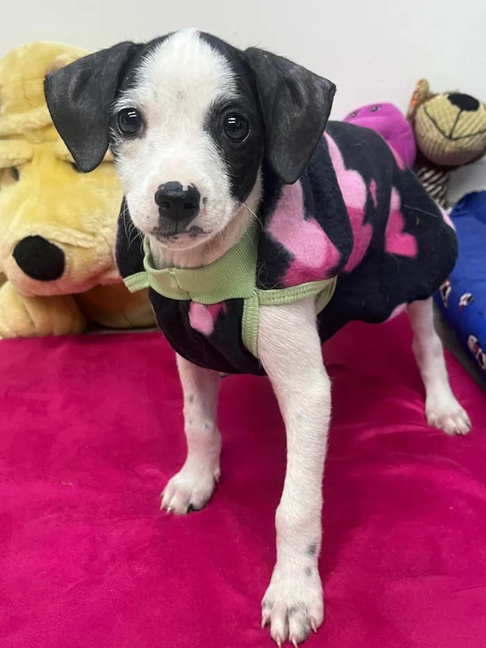 Cachorro ra a SRD-ViraLata idade 2 a 6 meses nome Fernanda 