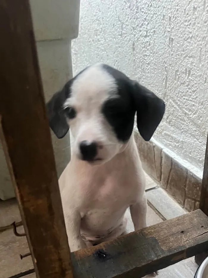 Cachorro ra a SRD-ViraLata idade 2 a 6 meses nome Fernanda 
