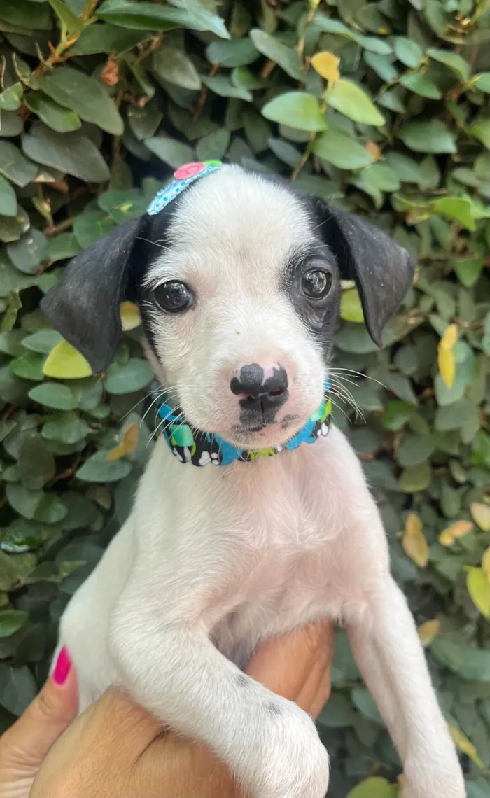 Cachorro ra a SRD-ViraLata idade 2 a 6 meses nome Fernanda 