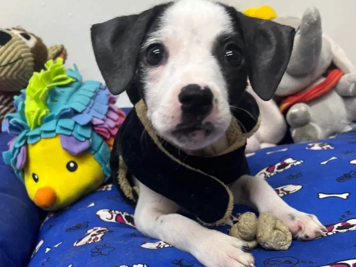 Cachorro ra a SRD-ViraLata idade 2 a 6 meses nome Fernanda 