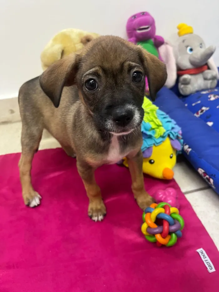 Cachorro ra a SRD-ViraLata idade 2 a 6 meses nome Fabiana