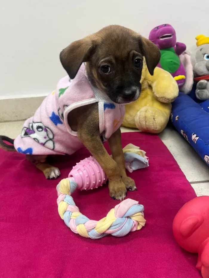 Cachorro ra a SRD-ViraLata idade 2 a 6 meses nome Fabiana