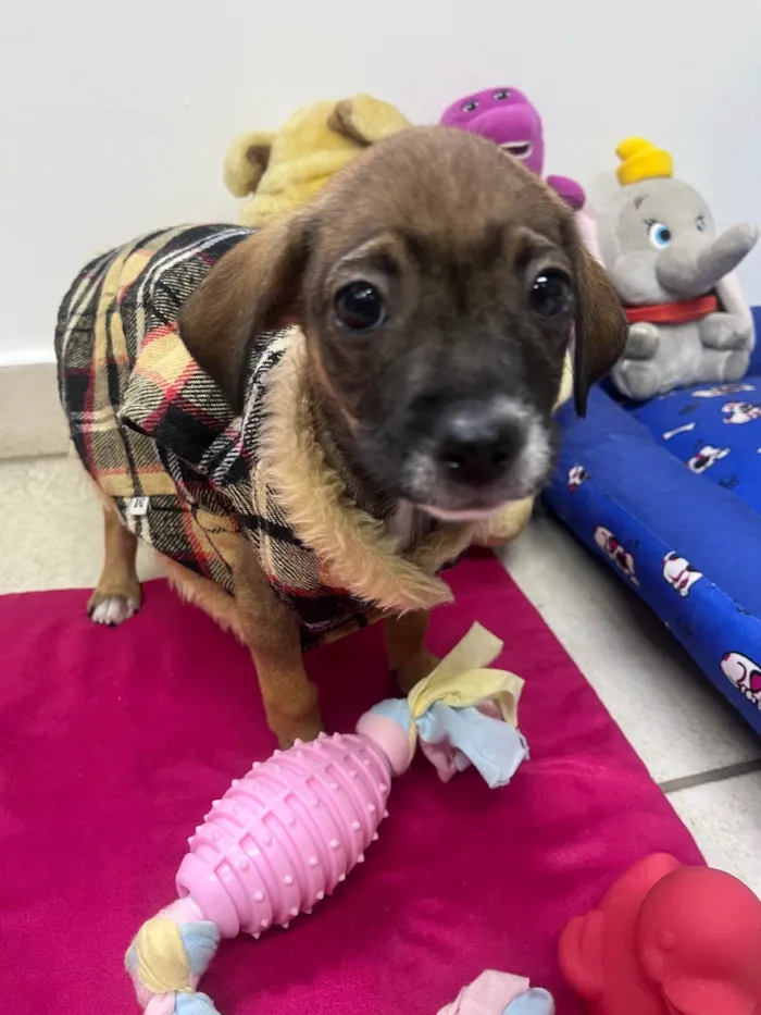 Cachorro ra a SRD-ViraLata idade 2 a 6 meses nome Fabiana