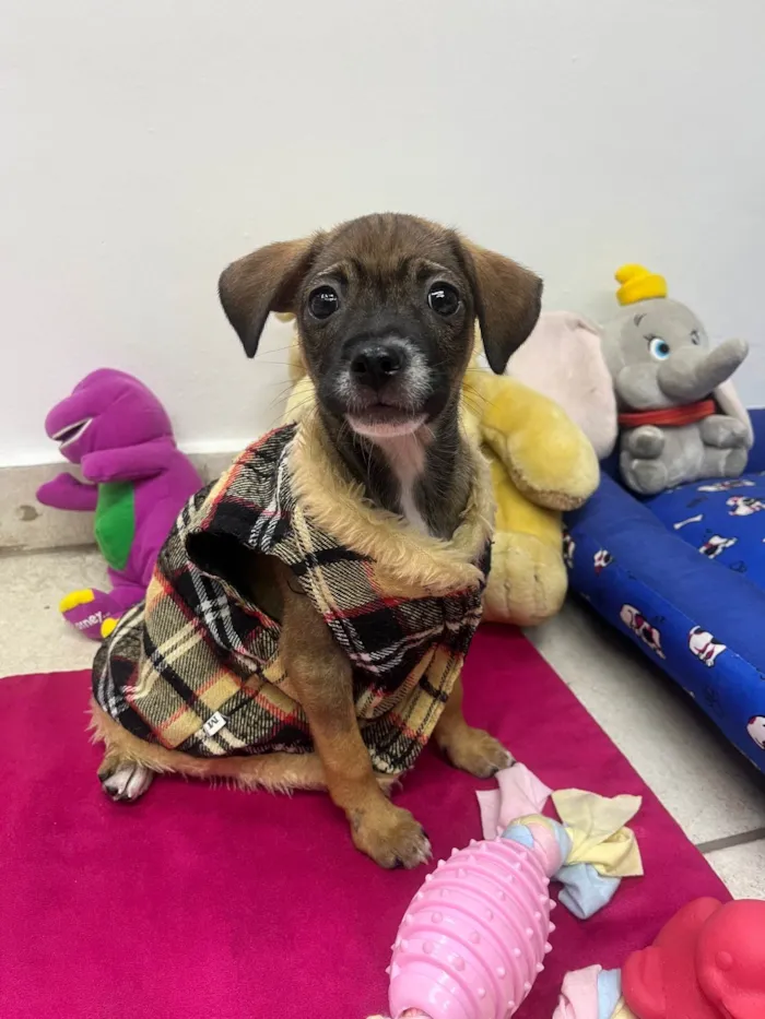 Cachorro ra a SRD-ViraLata idade 2 a 6 meses nome Fabiana