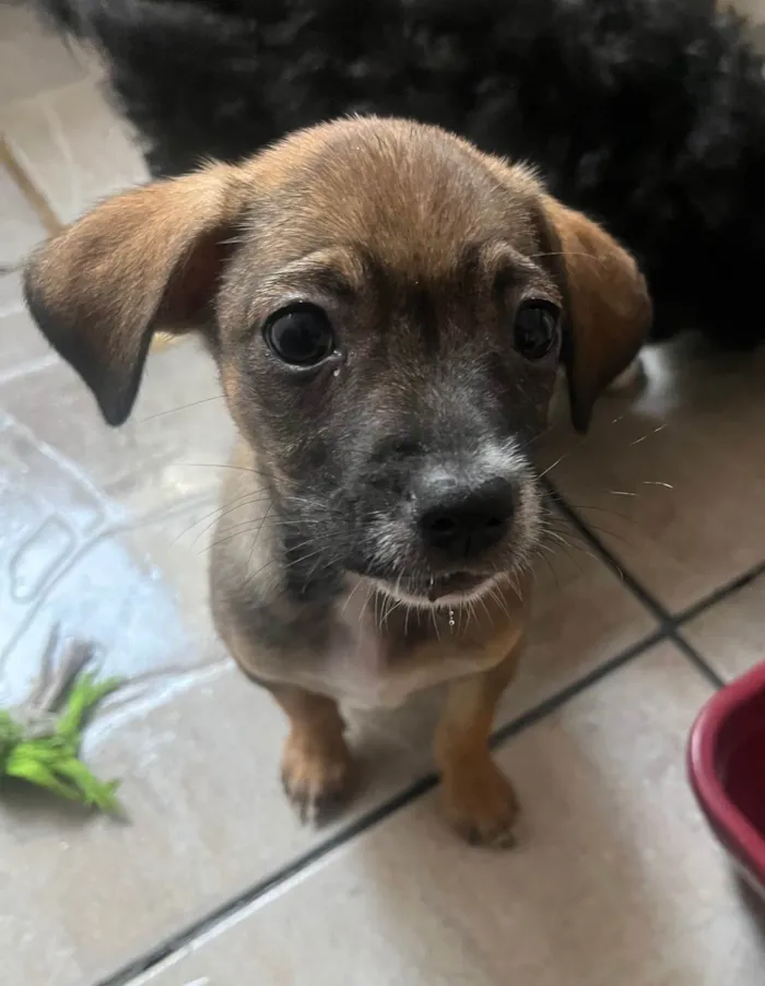 Cachorro ra a SRD-ViraLata idade 2 a 6 meses nome Fabiana