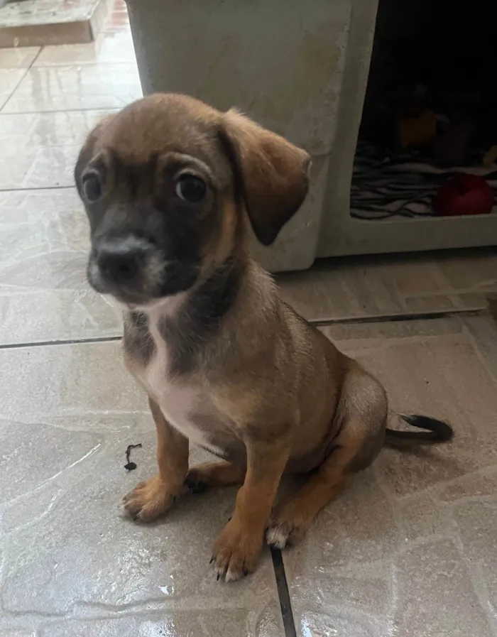 Cachorro ra a SRD-ViraLata idade 2 a 6 meses nome Fabiana