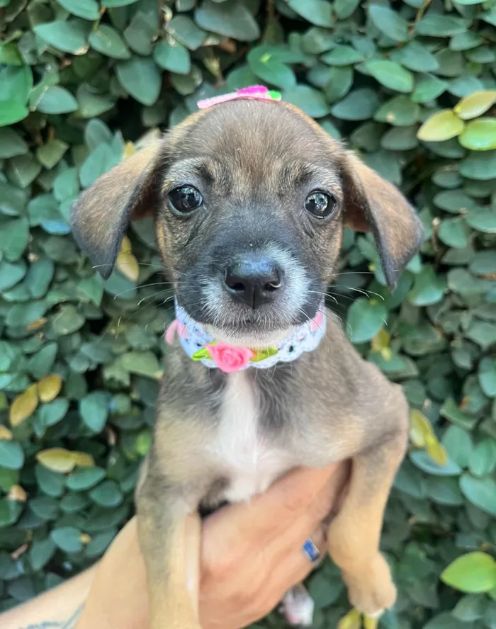 Cachorro ra a SRD-ViraLata idade 2 a 6 meses nome Fabiana