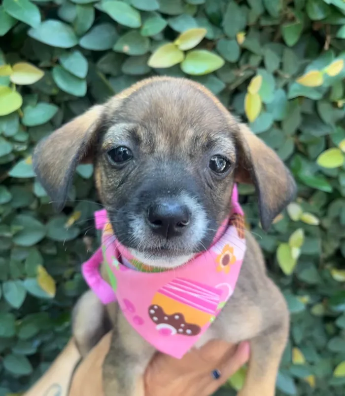 Cachorro ra a SRD-ViraLata idade 2 a 6 meses nome Fabiana