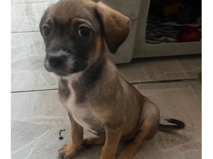 Cachorro ra a SRD-ViraLata idade 2 a 6 meses nome Fabiana