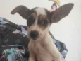 Bijou