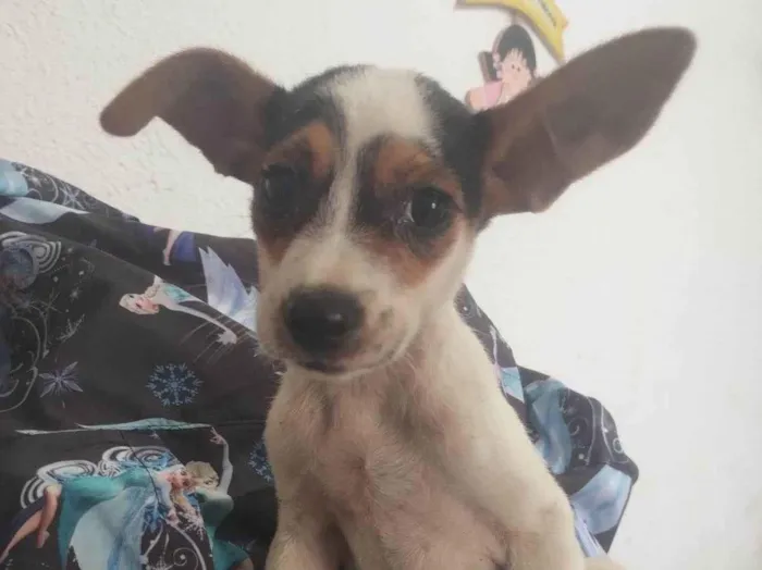 Cachorro ra a SRD-ViraLata idade 2 a 6 meses nome Bijou