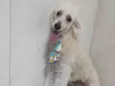 Nick