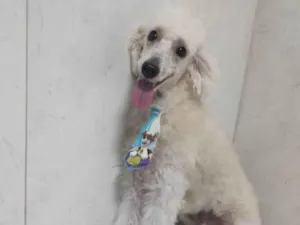 Cachorro raça Poodle idade 7 a 11 meses nome Nick