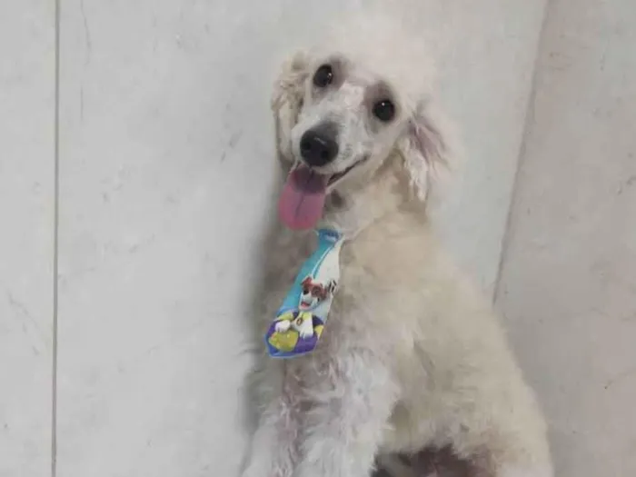 Cachorro ra a Poodle idade 7 a 11 meses nome Nick