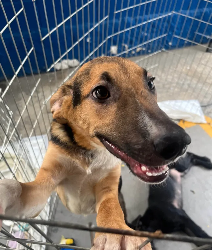 Cachorro ra a SRD-ViraLata idade 2 a 6 meses nome Fubá