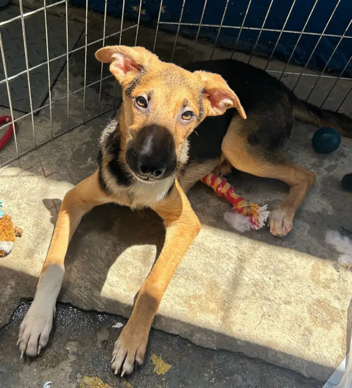 Cachorro ra a SRD-ViraLata idade 2 a 6 meses nome Fubá