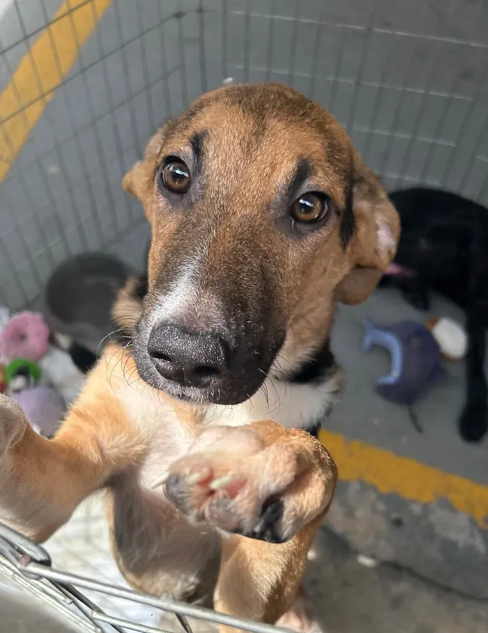 Cachorro ra a SRD-ViraLata idade 2 a 6 meses nome Fubá