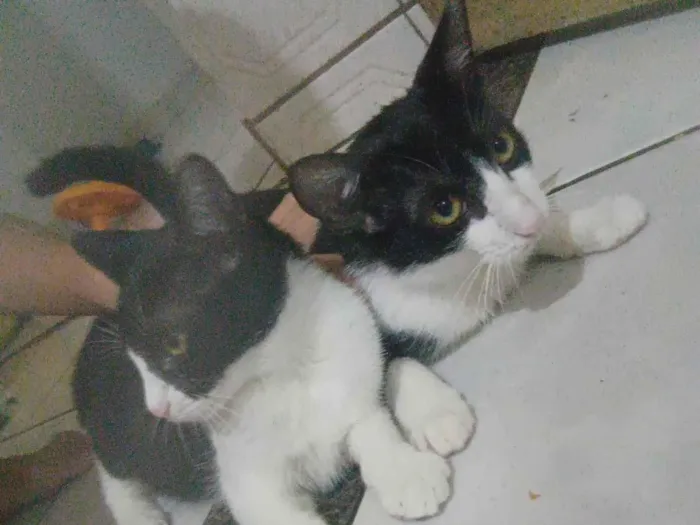 Gato ra a  idade 2 a 6 meses nome Maria  e leleca 