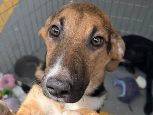 Cachorro raça SRD-ViraLata idade 2 a 6 meses nome Fubá