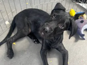 Cachorro raça SRD-ViraLata idade 2 a 6 meses nome Taylor