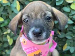 Cachorro raça SRD-ViraLata idade 2 a 6 meses nome Fabiana