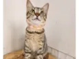 Maju
