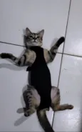 Maju