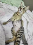 Maju