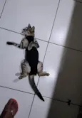 Maju