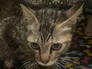 Gato raça SRD-ViraLata idade 2 a 6 meses nome Tigrados