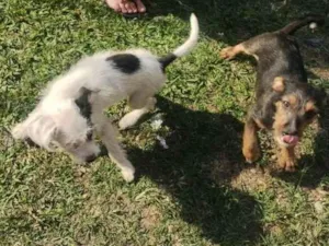 Cachorro raça Sim raça  idade 2 a 6 meses nome Dominika 